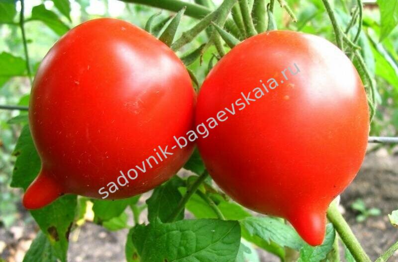 Томат 